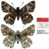 c orientalis teberdinus type